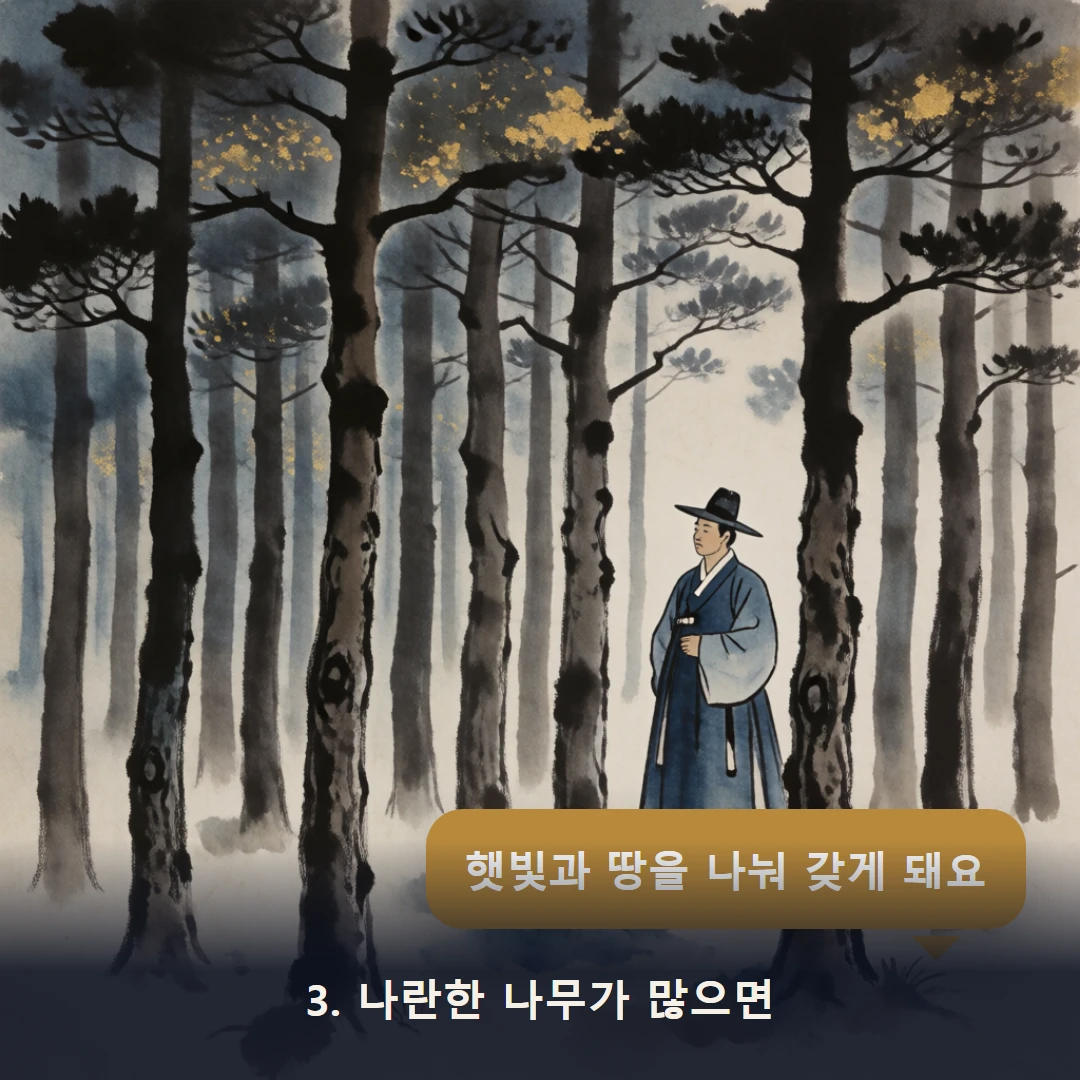 웹툰 3컷 — 3. 나란한 나무가 많으면 (햇빛과 땅을 나눠 갖게 돼요)