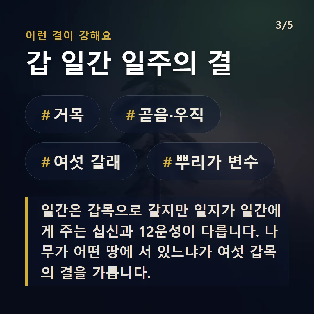 갑 일간 일주의 결 — #거목 #곧음·우직 #여섯 갈래 #뿌리가 변수