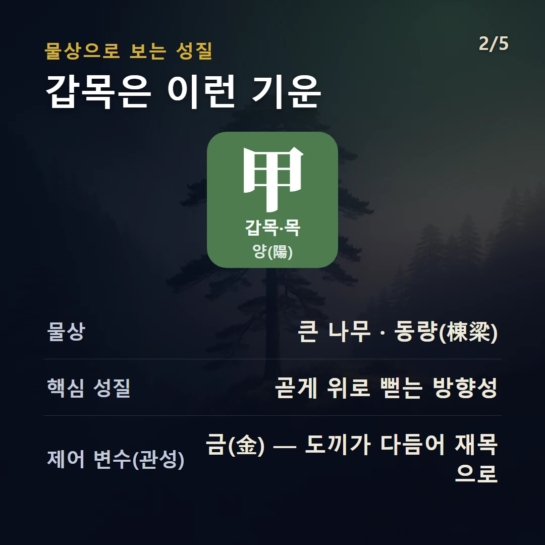 갑목 물상·성질 — 목 양, 물상 큰 나무 · 동량(棟梁), 곧게 위로 뻗는 방향성, 제어 변수 금(金) — 도끼가 다듬어 재목으로